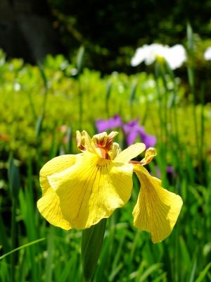 正覚寺（しょうがくじ）
