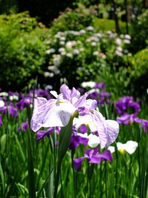 正覚寺（しょうがくじ）
