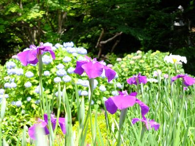 正覚寺（しょうがくじ）
