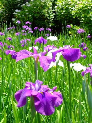 正覚寺（しょうがくじ）
