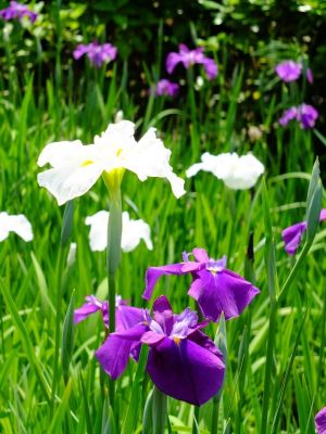 正覚寺（しょうがくじ）
