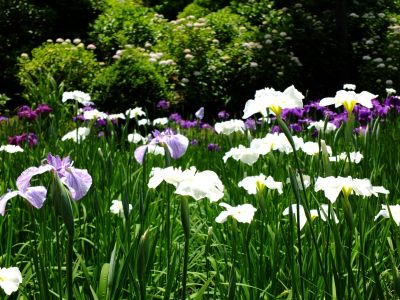 正覚寺（しょうがくじ）
