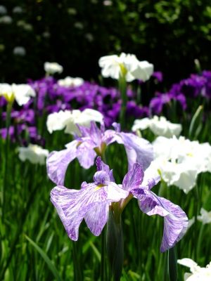 正覚寺（しょうがくじ）
