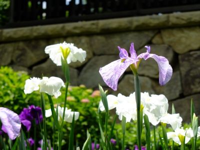 正覚寺（しょうがくじ）
