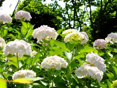 正覚寺（しょうがくじ）
