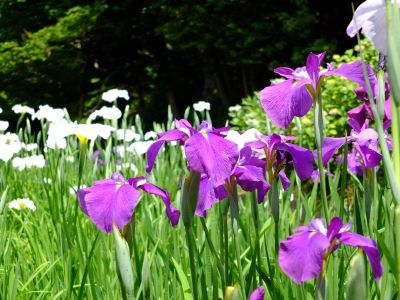 正覚寺（しょうがくじ）
