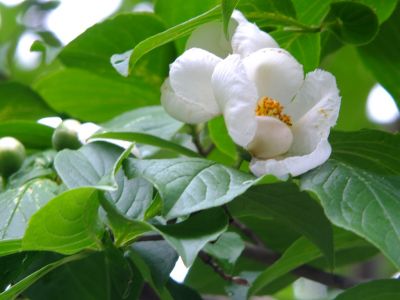 正覚寺（沙羅双樹=夏椿）
