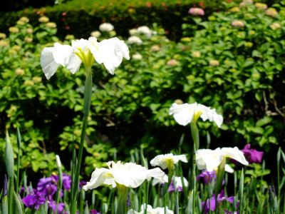 正覚寺（しょうがくじ）
