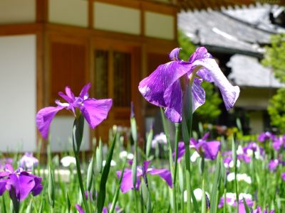 正覚寺（しょうがくじ）
