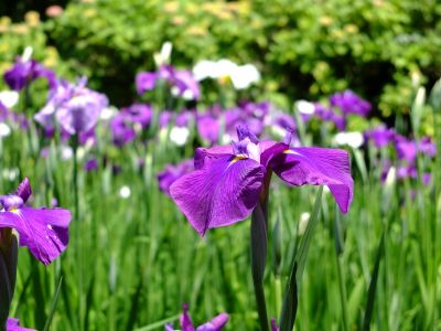 正覚寺（しょうがくじ）
