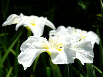 正覚寺（しょうがくじ）
