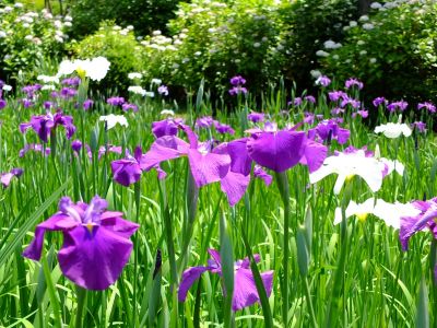 正覚寺（しょうがくじ）
