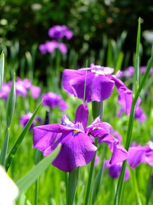 正覚寺（しょうがくじ）
