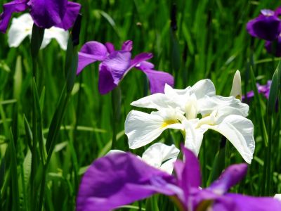 正覚寺（しょうがくじ）
