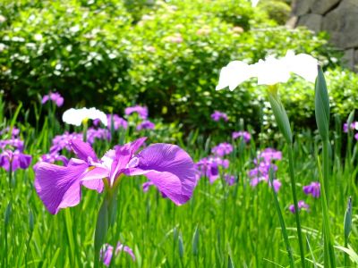 正覚寺（しょうがくじ）
