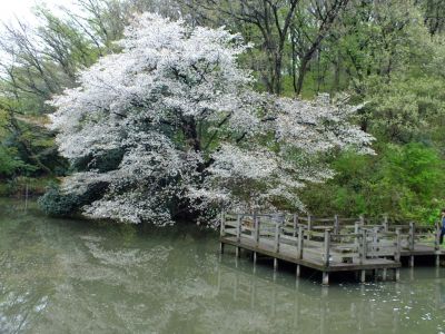 茅ヶ崎公園
