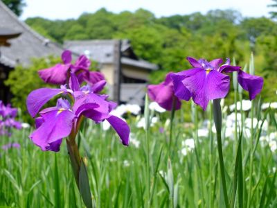 正覚寺（しょうがくじ）
