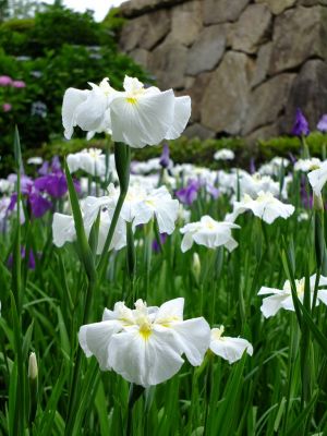 正覚寺（花菖蒲）
