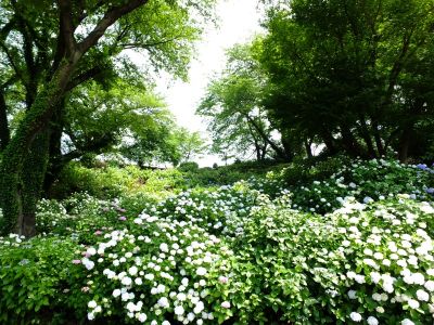 正覚寺（しょうがくじ）
