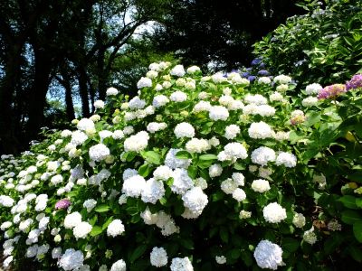 正覚寺（しょうがくじ）
