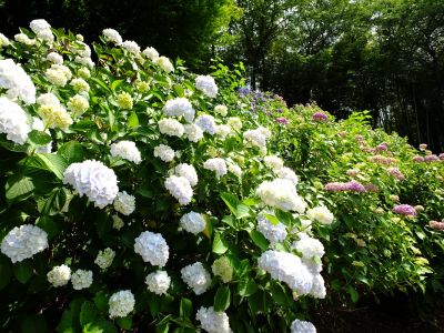 正覚寺（しょうがくじ）
