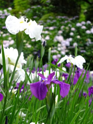 正覚寺（花菖蒲）
