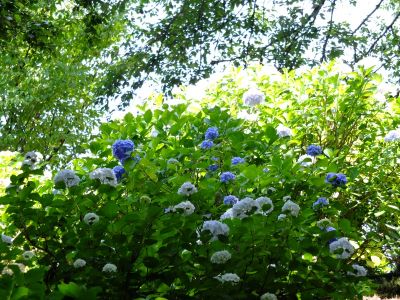 正覚寺（しょうがくじ）
