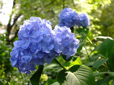 正覚寺（しょうがくじ）
