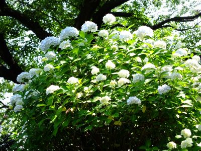 正覚寺（しょうがくじ）
