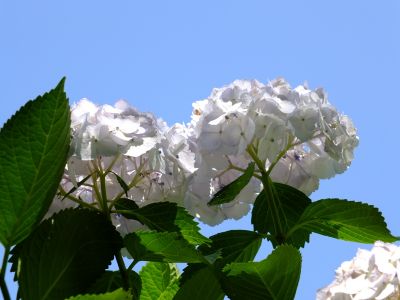 正覚寺（しょうがくじ）
