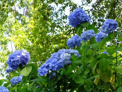 正覚寺（しょうがくじ）
