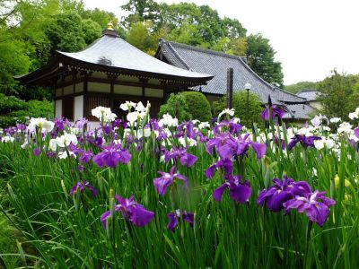 正覚寺（花菖蒲）
