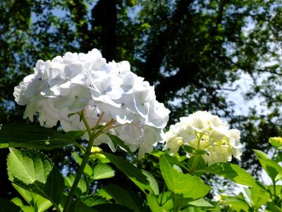 正覚寺（しょうがくじ）
