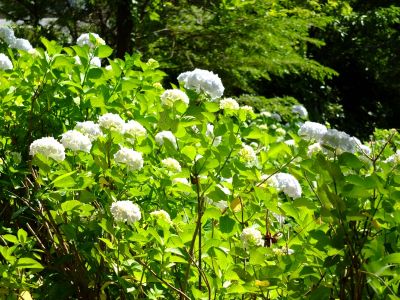 正覚寺（しょうがくじ）
