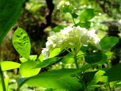 正覚寺（しょうがくじ）
