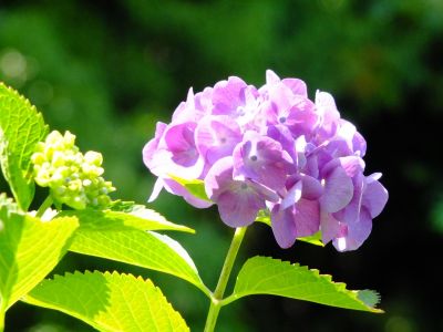 正覚寺（しょうがくじ）
