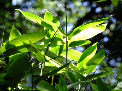 正覚寺（しょうがくじ）
