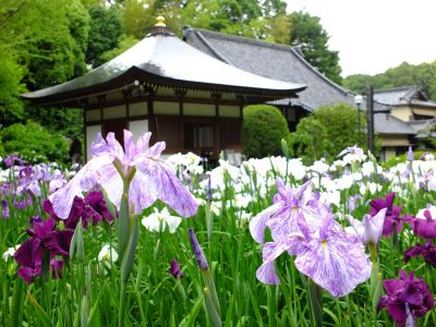 正覚寺（花菖蒲）
