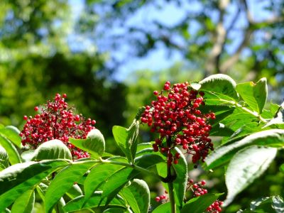 茅ヶ崎公園（接骨木 （にわとこ））
