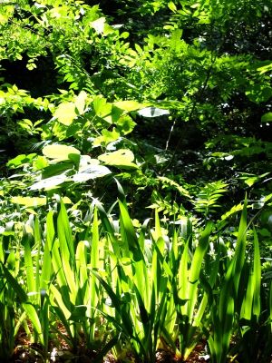 ささぶねのみち
