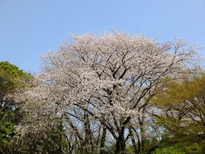 正覚寺（しょうがくじ）
