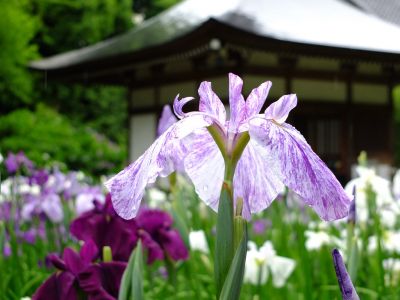 正覚寺（花菖蒲）
