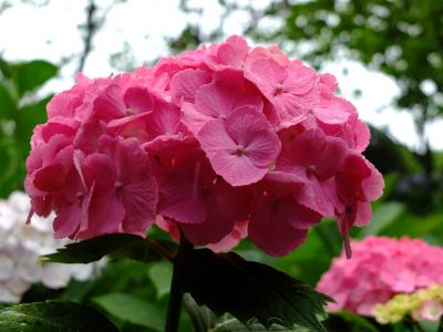 正覚寺（あじさい）
