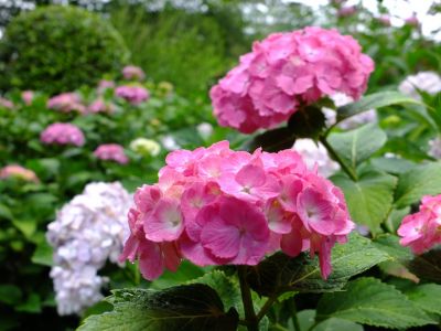 正覚寺（あじさい）
