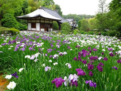 正覚寺（花菖蒲）
