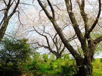 正覚寺（しょうがくじ）
