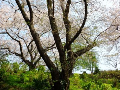 正覚寺（しょうがくじ）
