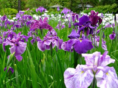 正覚寺（花菖蒲）

