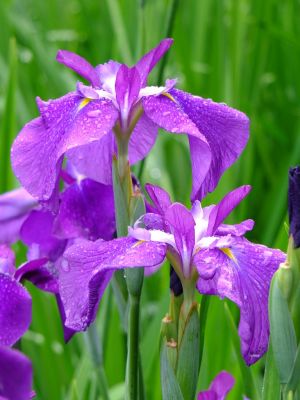 正覚寺（花菖蒲）
