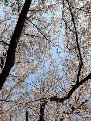 正覚寺（しょうがくじ）
